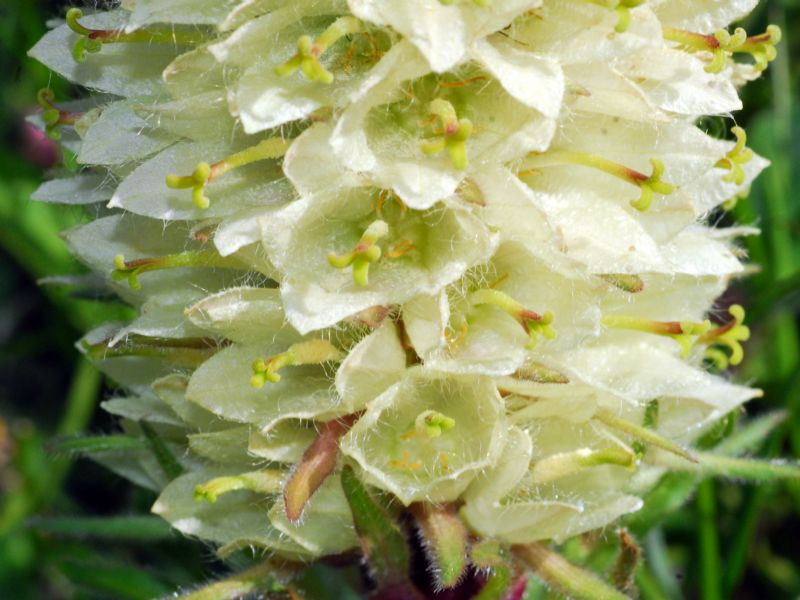 Senza etichetta nel Giardino Alpino Chanousia: Campanula thyrsoides